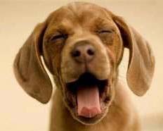 Yawning Puppy